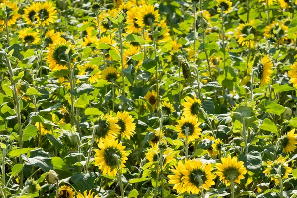 Girassóis fazenda com flores amarelas — Fotografia de Stock