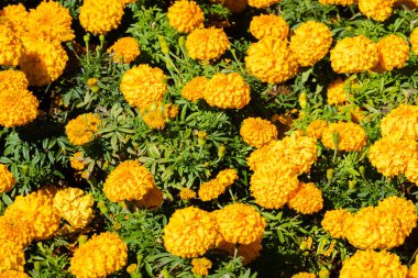 sarı kasımpatı çiçekleri