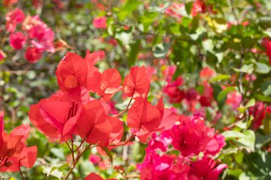 Kırmızı bougainvillea çiçek
