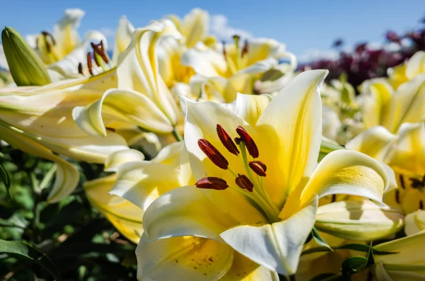 Gelbe Lilienblüten — Stockfoto