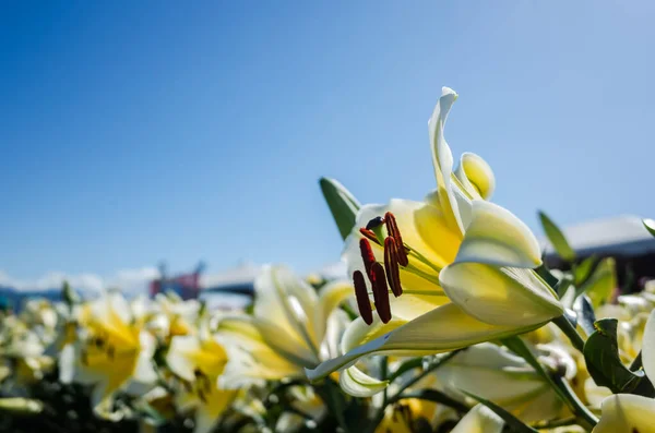 Желтые цветы лилии — стоковое фото