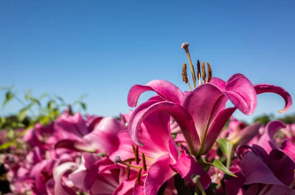 Rote Lilienblüten — Stockfoto