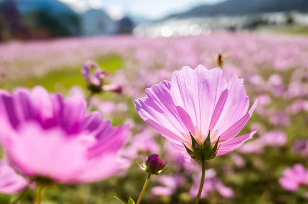 Roze kosmos bloemen boerderij — Stockfoto