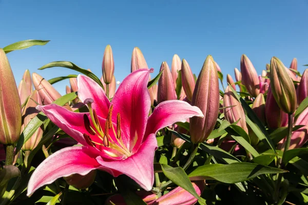 Rote Lilienblüten — Stockfoto