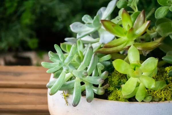 Various fresh cactus — Stock Photo, Image