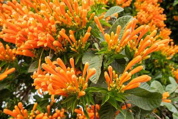 Laranja flamejante trompete videira flores — Fotografia de Stock