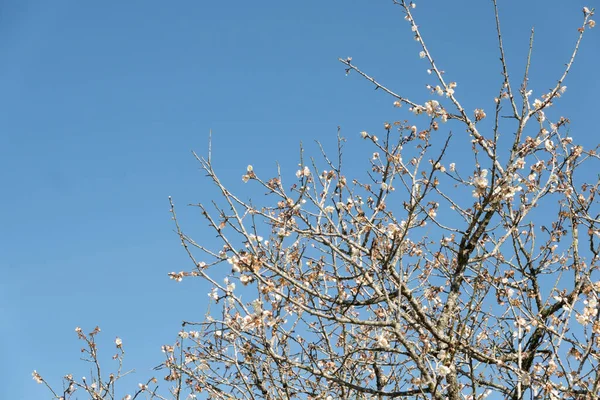 Paysage de fleur de prunier blanche — Photo