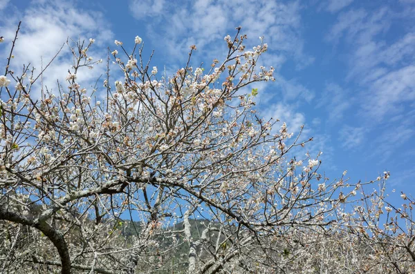 White plum blossom under blue sky — Stock Photo, Image