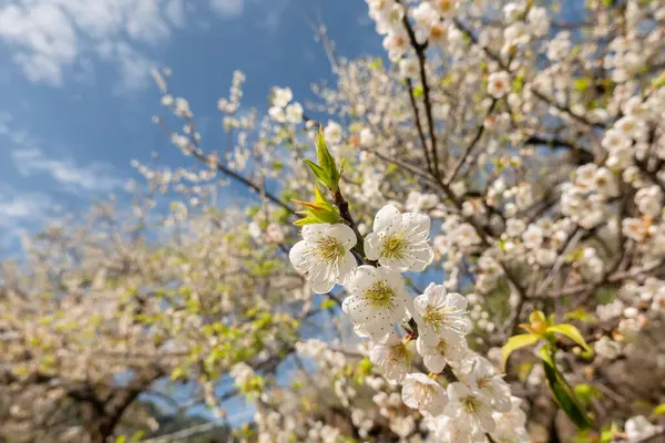White plum blossom under blue sky — Stock Photo, Image