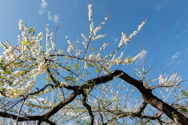 Bílá švestkový květ pod modrou oblohou — Stock fotografie