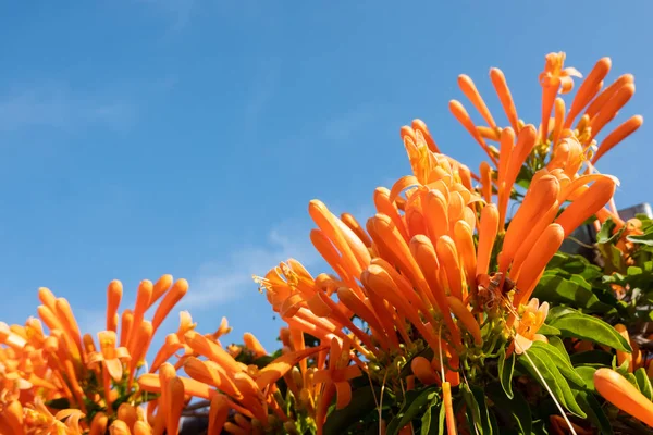 Trompeta llameante flores de vid — Foto de Stock