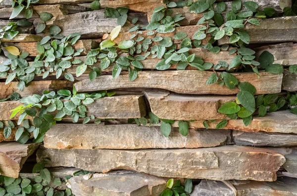 Stone Wall Green Moss Background — Stock Photo, Image