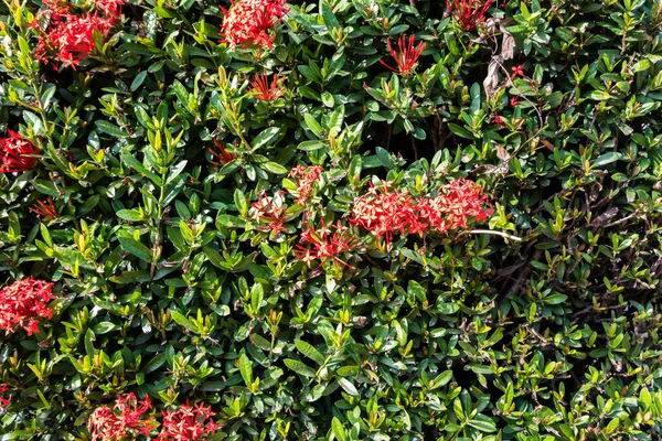 Grüne Mauer Zaun Hintergrund Mit Roten Blumen — Stockfoto