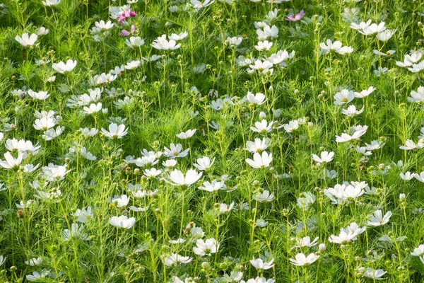 Cosmos Branco Flores Fazenda Exterior — Fotografia de Stock
