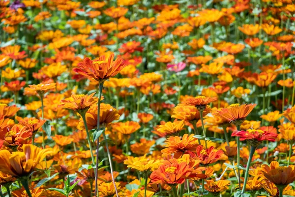 Colorido Cosmos Flores Fazenda Exterior — Fotografia de Stock