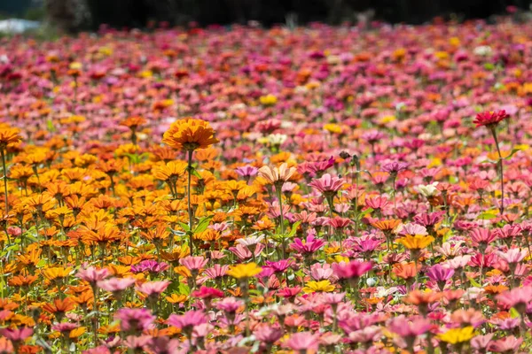 Colorido Cosmos Flores Granja Aire Libre — Foto de Stock