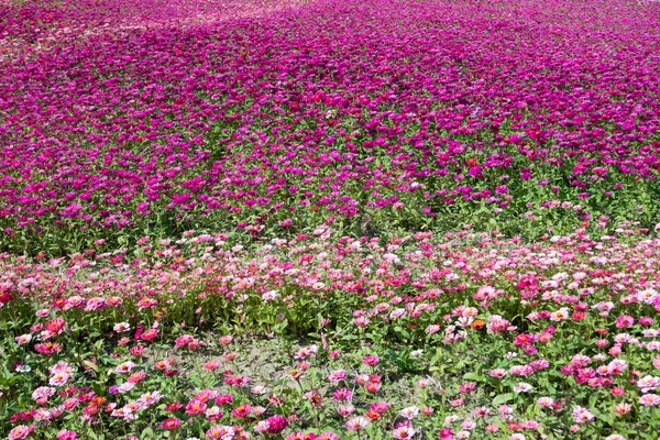 Rosa Roxo Cosmos Flores Fazenda Exterior — Fotografia de Stock