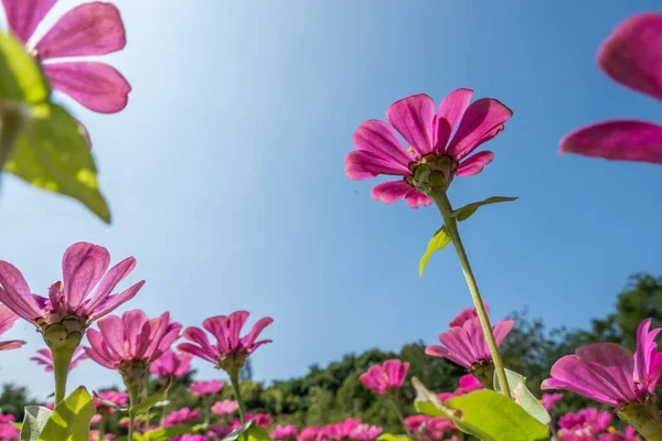 Różowy Kosmos Kwiaty Farma Pod Błękitnym Niebem Zewnątrz — Zdjęcie stockowe
