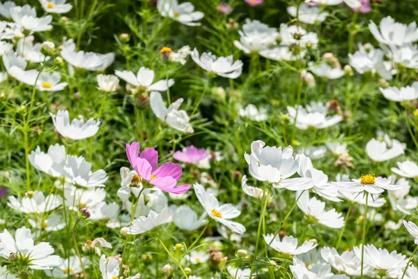 Cosmos Branco Flores Fazenda Exterior — Fotografia de Stock