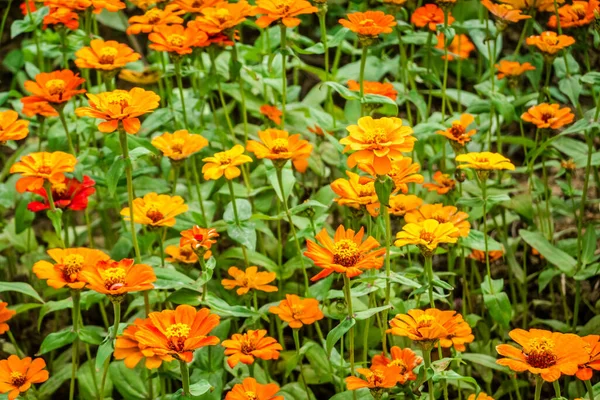 Gelbe Kosmos Blumen Bauernhof Freien — Stockfoto