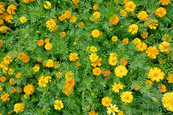 Žlutý Kosmos Květiny Farma Přírodě — Stock fotografie