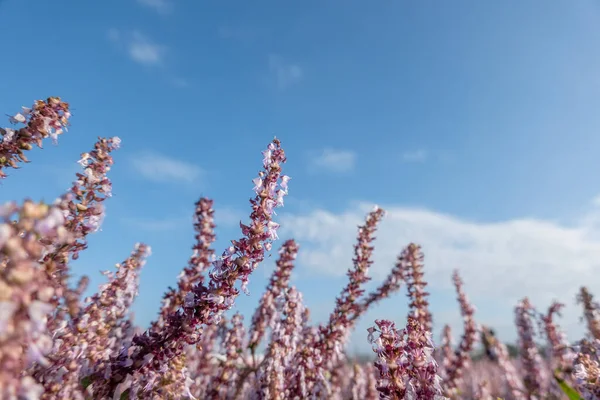 在蓝天下的农场里 粉色紫色的中子花 — 图库照片