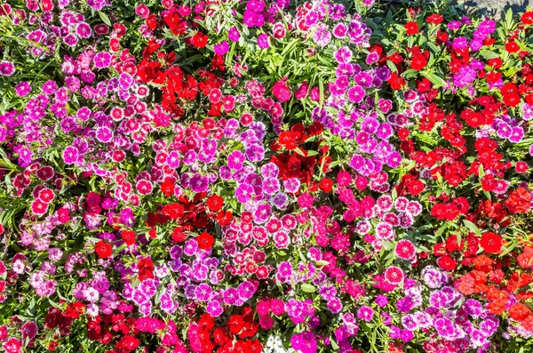 屋外の庭にはダイアンサスの花があり — ストック写真