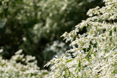beyaz pascuita çiçekleri, gündüz yakın plan görüntü