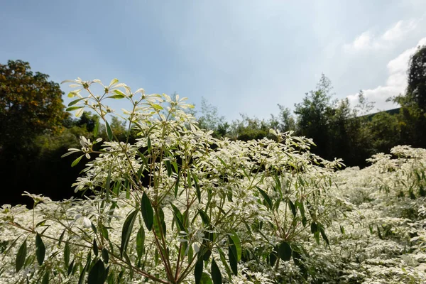 White Pascuita Flowers Close Seup Image Daytime — стоковое фото