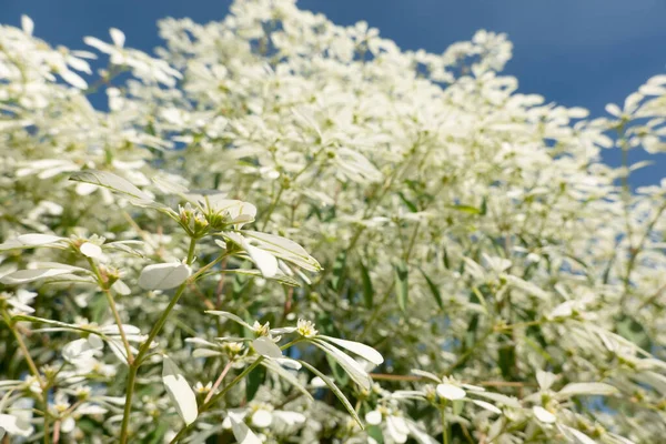 Flores Brancas Pascuita Imagem Close Durante Dia — Fotografia de Stock