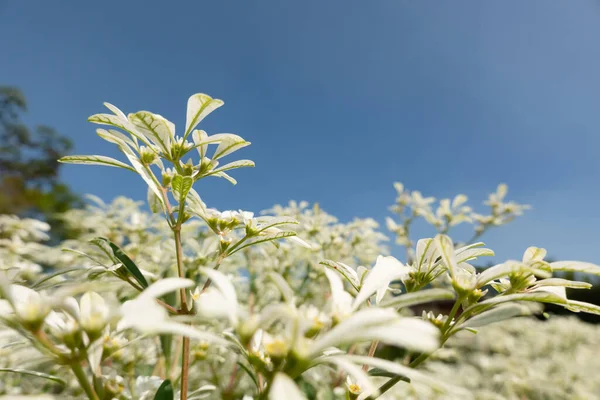 Білі Квіти Паскуїти Крупним Планом Зображення Вдень — стокове фото