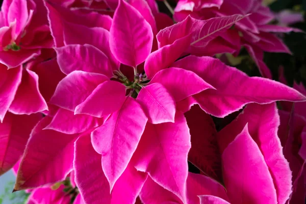group of pink poinsettia flowers at home