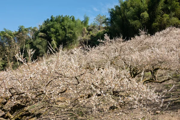 Hvite Plommeblomster Hagen Nantou Taiwan Asia – stockfoto