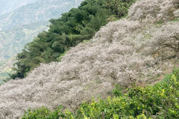 Weiße Pflaumenblüten Garten Nantou Taiwan Asien — Stockfoto