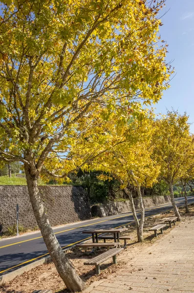 Gele Bladeren Onder Blauwe Hemel Concept Van Herfst — Stockfoto