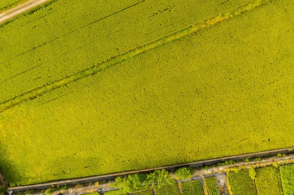 Letecký Pohled Farmu Rýží Nebo Zeleninou Tchaj Wanu — Stock fotografie