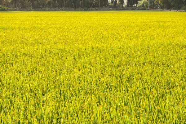 室外金色成熟稻田的背景 — 图库照片