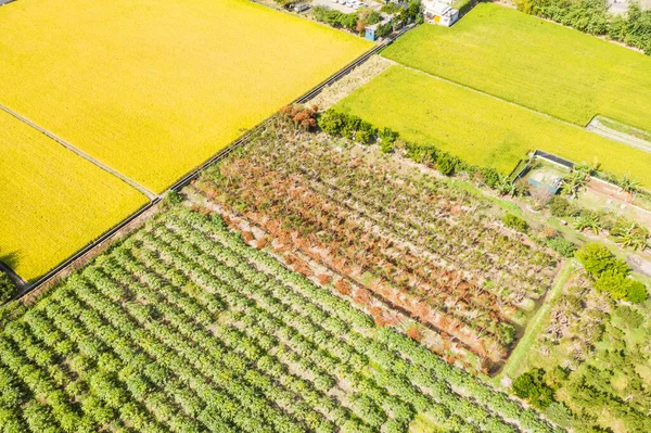 Antenn Utsikt Över Gården Med Ris Eller Grönsaker Taiwan — Stockfoto