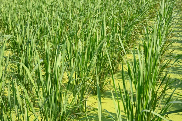 Fattoria Bambù Zizania Latifolia Con Acqua Nantou Taiwan — Foto Stock