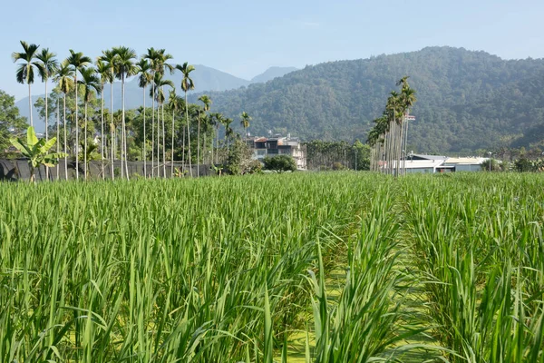 Bambu Zizania Latifolia Çiftliği Nantou Tayvan — Stok fotoğraf