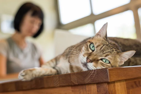 Donna Che Lavora Casa Con Suo Gatto Sdraiato Sul Tavolo — Foto Stock