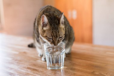 Kedi evdeki masada su içiyor.