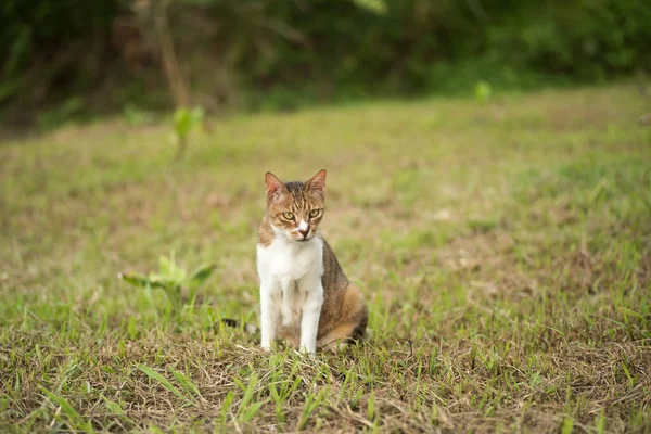 Kotek Łąkach Kot Domowy Świeżym Powietrzu — Zdjęcie stockowe