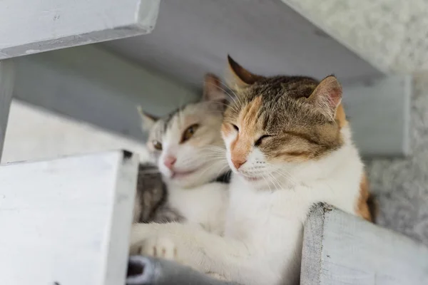 Carino Piccolo Gatto Sonnecchiare Vogliono Dormire — Foto Stock