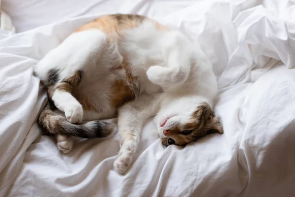 Kleine Dicke Ingwer Gelbe Katze Schläft Auf Dem Bett Seltsamer — Stockfoto