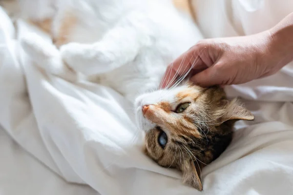 Трогательная Маленькая Черепашья Кошка Спит Кровати — стоковое фото