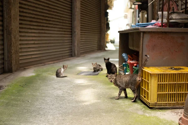 Chat Tabby Errant Avec Famille Dans Une Rue — Photo