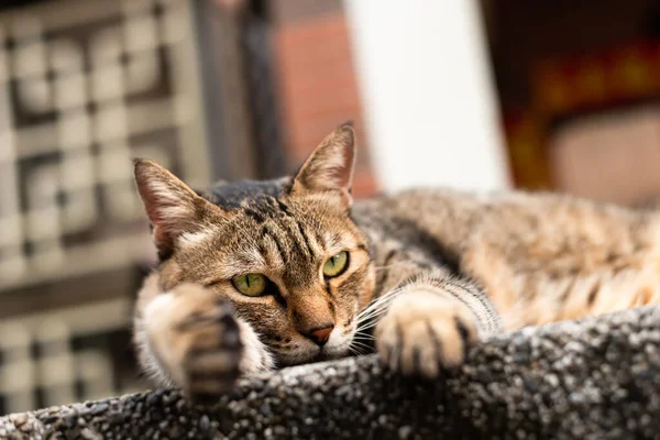 Başıboş Şişman Tekir Kedi Dışarıda Bir Sütuna Oturur — Stok fotoğraf