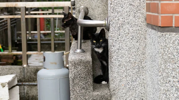 Grappig Verdwaald Zwart Wit Kat Straat — Stockfoto