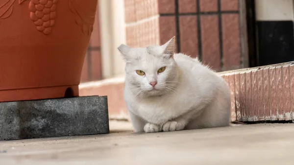 Осторожно Бродячая Белая Кошка Улице Городе — стоковое фото